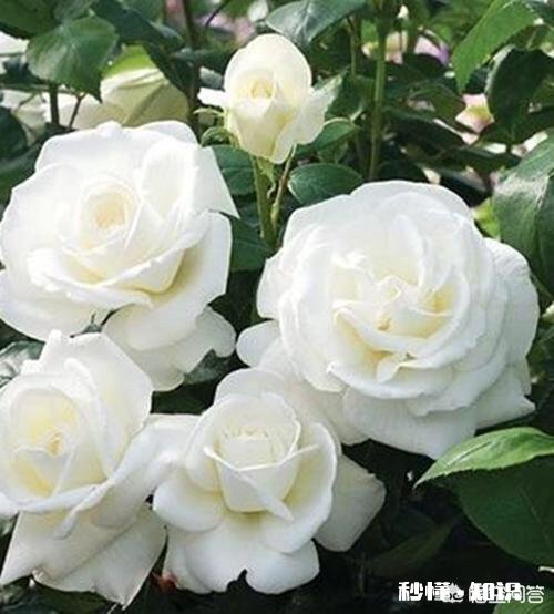 白色月季有多少个品种