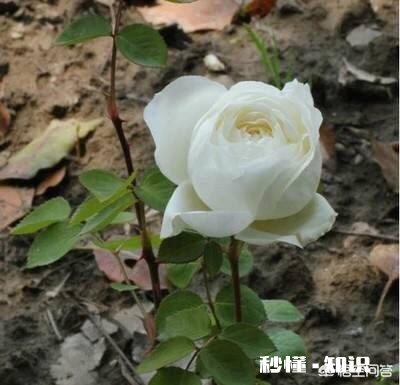 白色月季有多少个品种