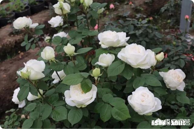 白色月季有多少个品种