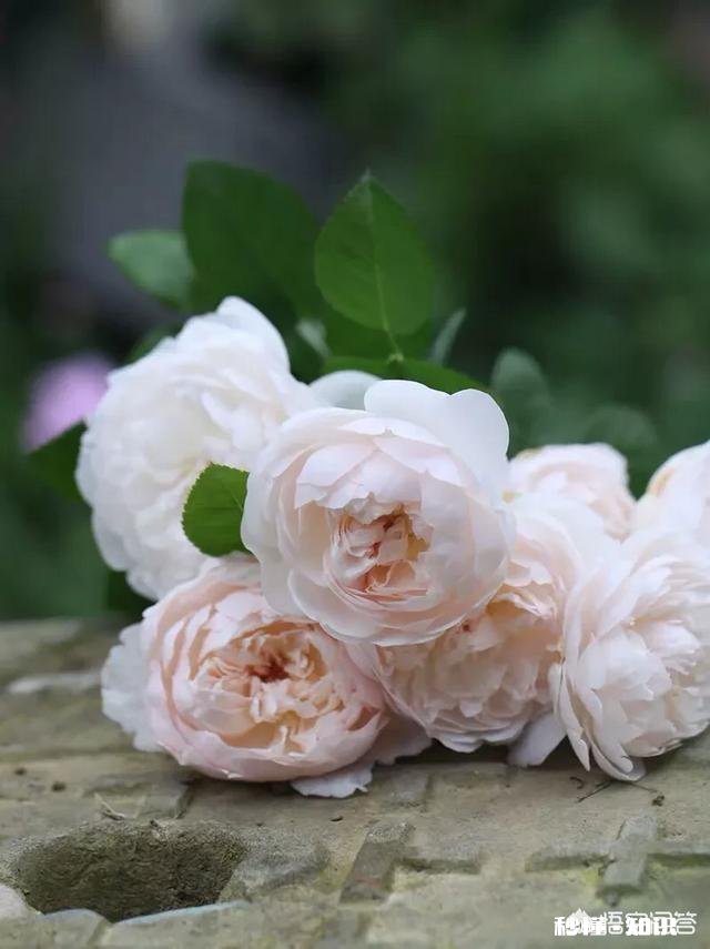 白色月季有多少个品种