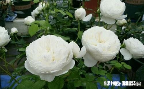 白色月季有多少个品种