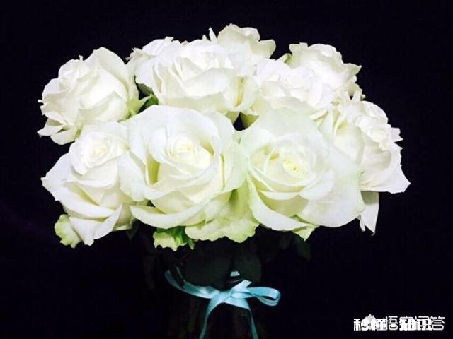 白色月季有多少个品种