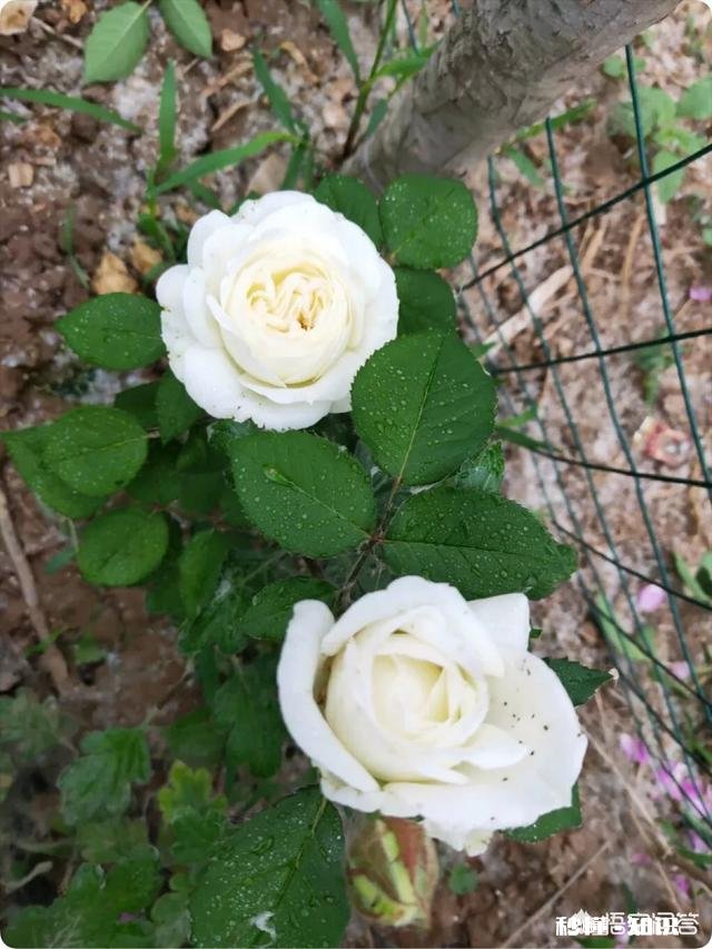 白色月季有多少个品种