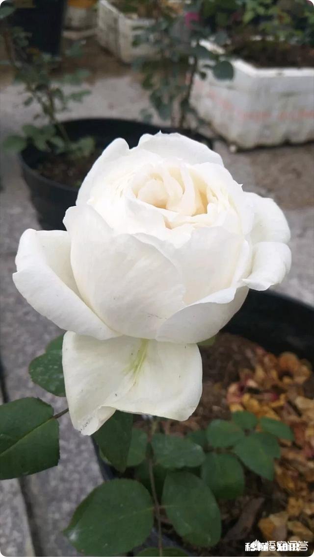 白色月季有多少个品种