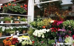 我有50万闲钱，有哪些靠谱的实体项目