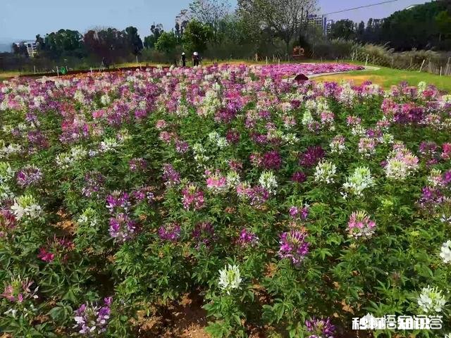 对于一般的年轻人，什么手机比较适合