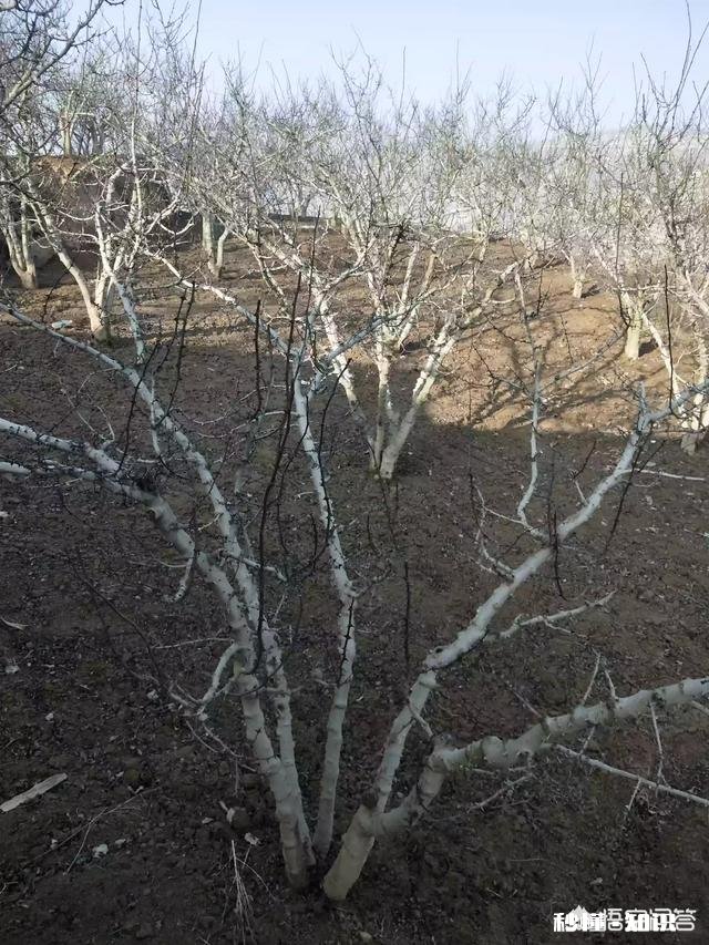 农村15亩地种花椒有出路吗