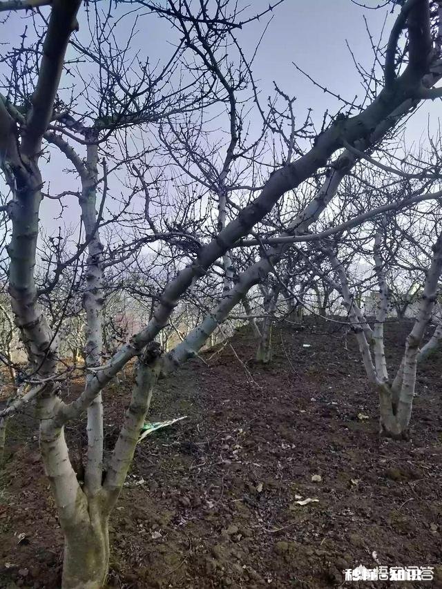 农村15亩地种花椒有出路吗