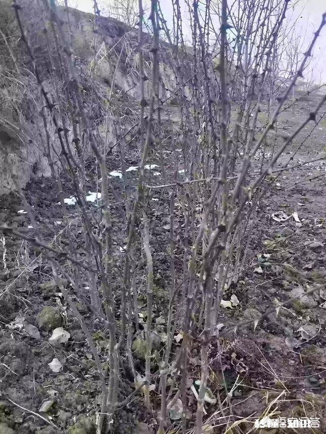 农村15亩地种花椒有出路吗