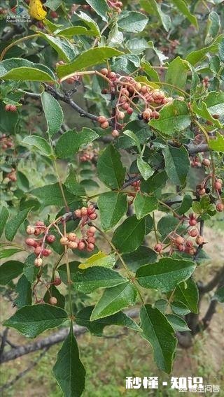 农村15亩地种花椒有出路吗