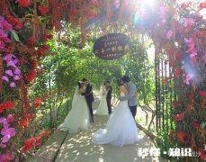 藤蔓植物是顺时针缠绕还是逆时针缠绕的