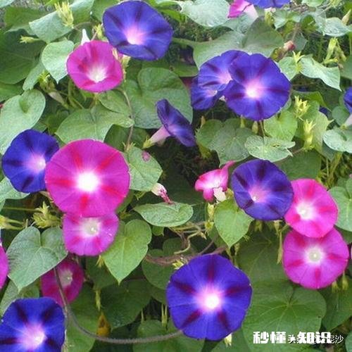 藤蔓植物是顺时针缠绕还是逆时针缠绕的