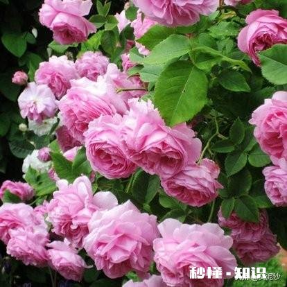 藤蔓植物是顺时针缠绕还是逆时针缠绕的