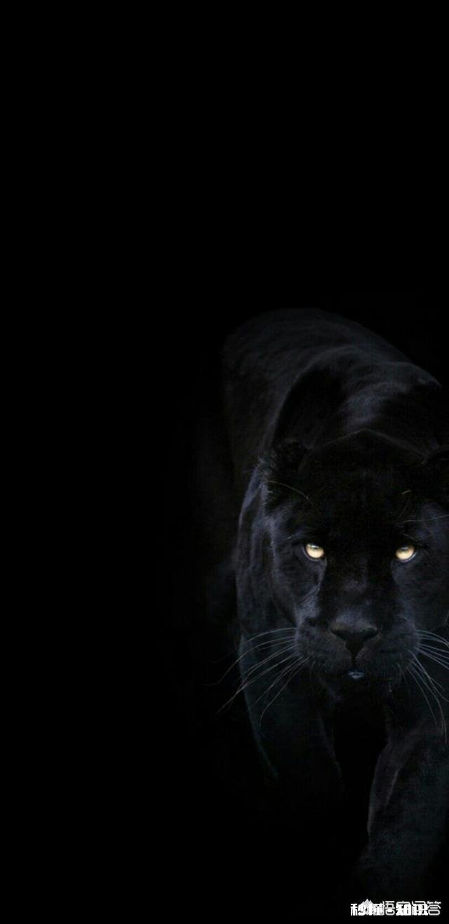 黑暗系的壁纸，你是不是收藏了好多。拿出来晒晒～以饲众看官的眼缘