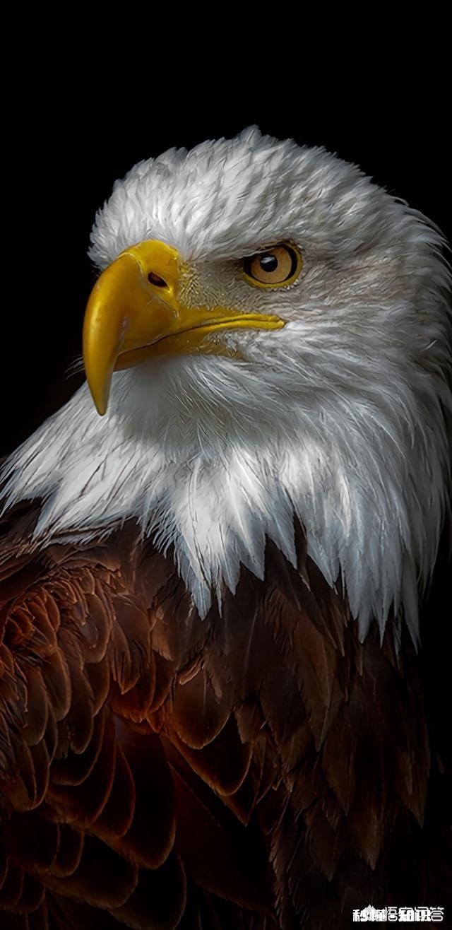 黑暗系的壁纸，你是不是收藏了好多。拿出来晒晒～以饲众看官的眼缘