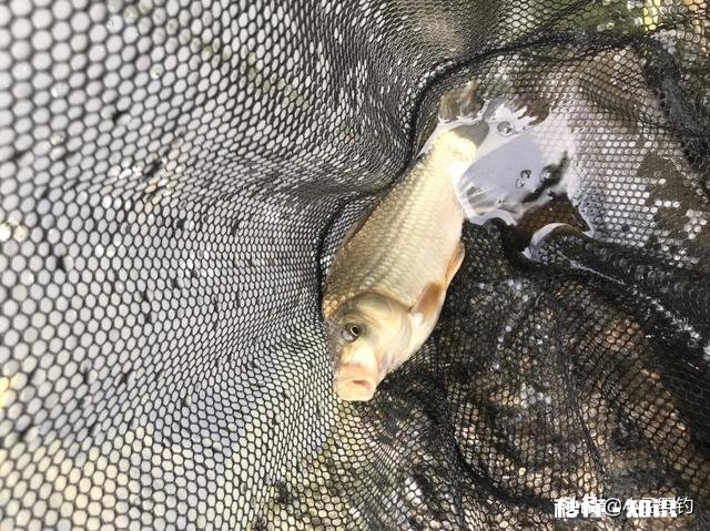 浮漂一顿一顿的或者感觉刮倒一下是怎么回事