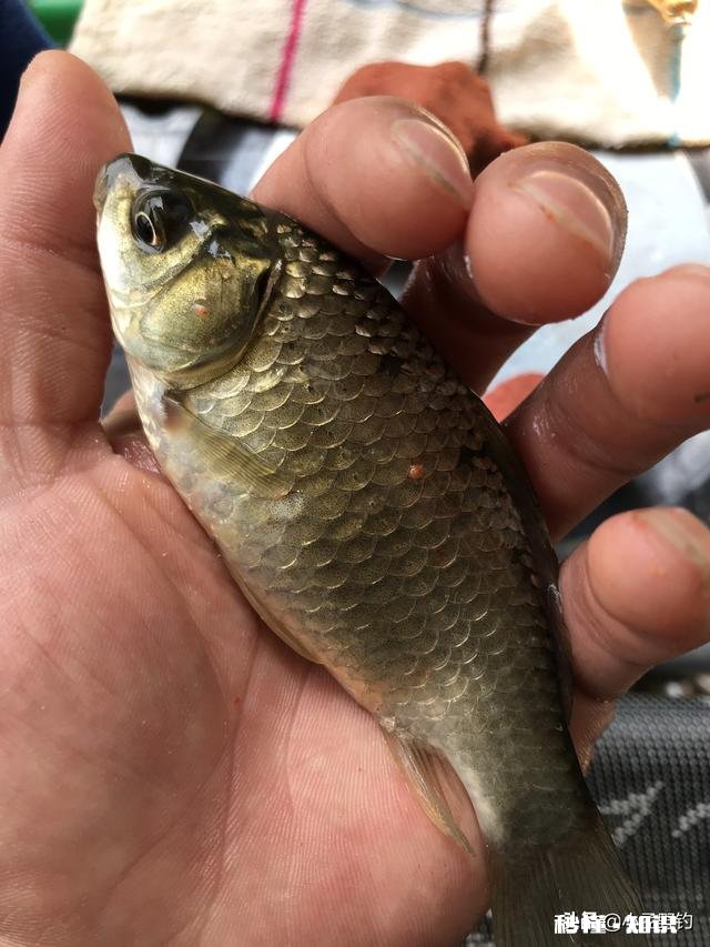 浮漂一顿一顿的或者感觉刮倒一下是怎么回事