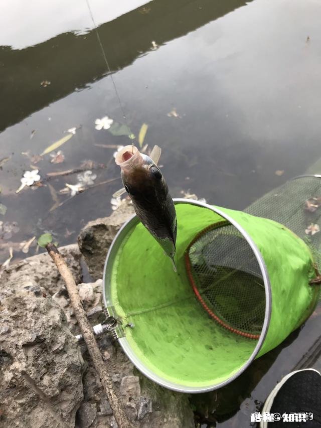 浮漂一顿一顿的或者感觉刮倒一下是怎么回事