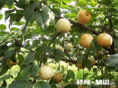 翠冠梨有什么特点，其口味如何