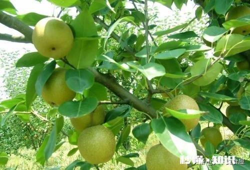 翠冠梨有什么特点，其口味如何