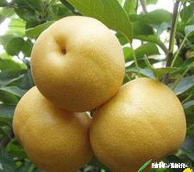 翠冠梨有什么特点，其口味如何