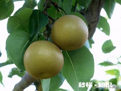 翠冠梨有什么特点，其口味如何