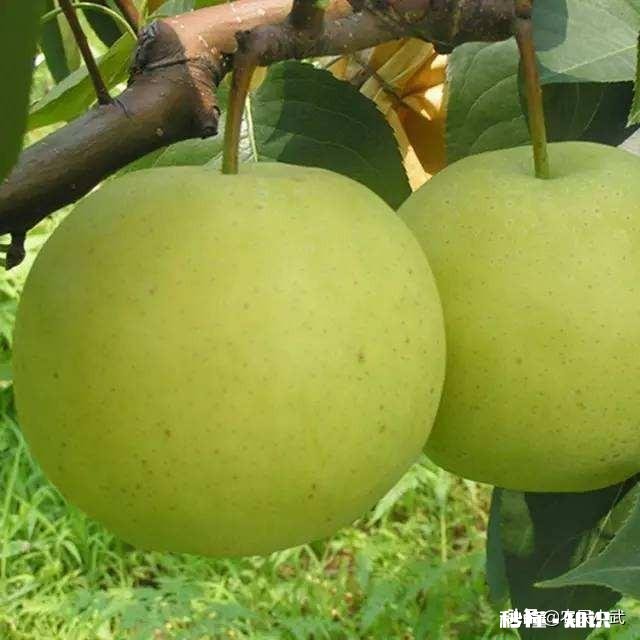 翠冠梨有什么特点，其口味如何