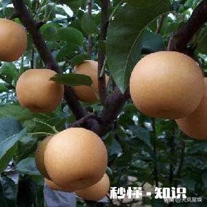 翠冠梨有什么特点，其口味如何