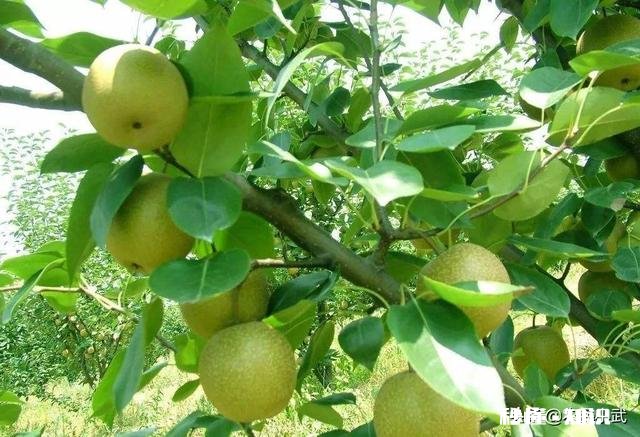 翠冠梨有什么特点，其口味如何
