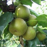 翠冠梨有什么特点，其口味如何