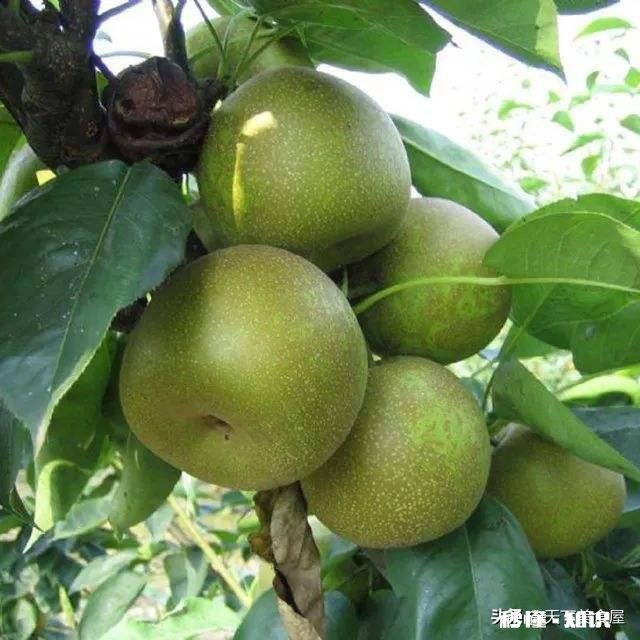 翠冠梨有什么特点，其口味如何