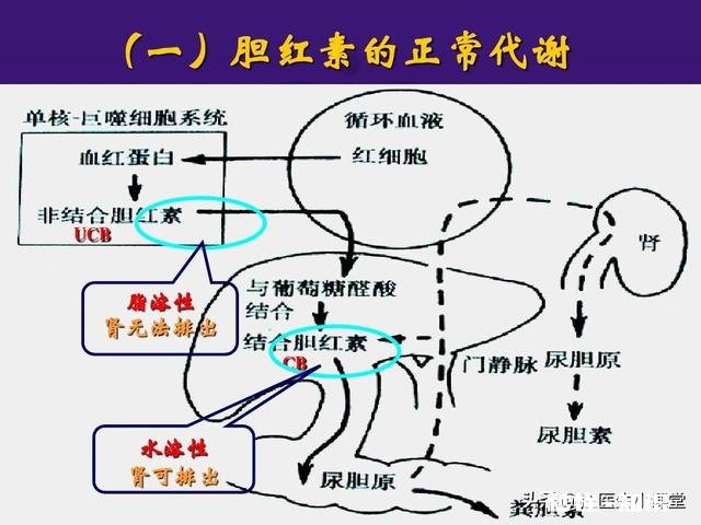 胆红素跟皮肤痒的关系是怎样的