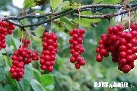 五味子什么季节移栽成活率最高