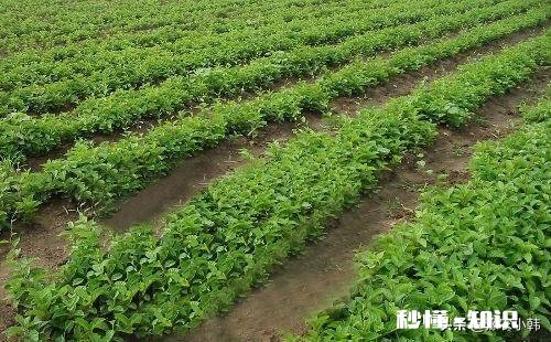 五味子什么季节移栽成活率最高