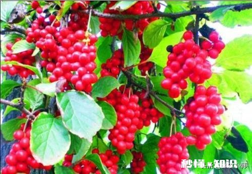 五味子什么季节移栽成活率最高