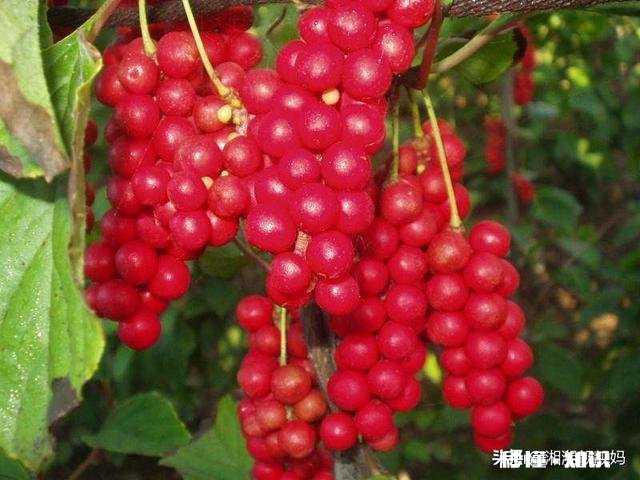 五味子什么季节移栽成活率最高