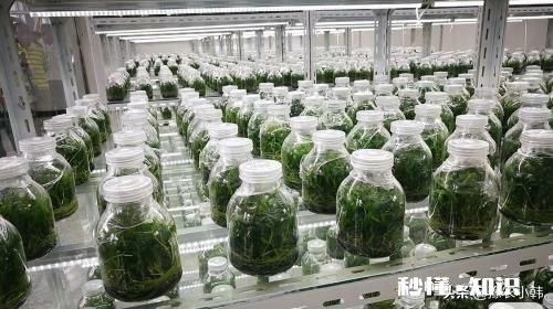 五味子什么季节移栽成活率最高