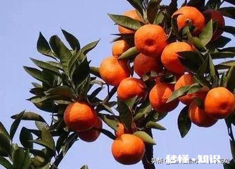 达州有什么特产推荐