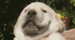 为什么有些人掏耳朵会打嗝