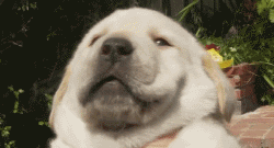 为什么有些人掏耳朵会打嗝