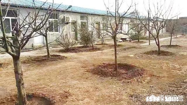 夏季生猪食欲减退可能导致中暑，有何应对措施