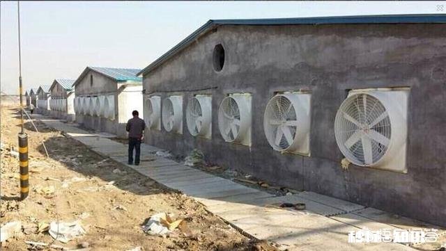 夏季生猪食欲减退可能导致中暑，有何应对措施