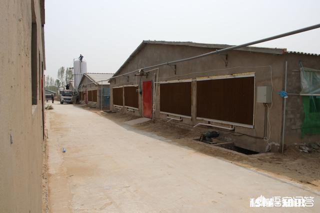 夏季生猪食欲减退可能导致中暑，有何应对措施