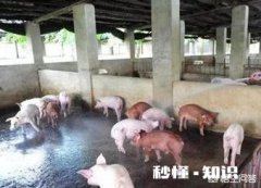 夏季生猪食欲减退可能导致中暑，有何应对措施