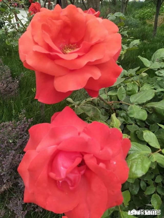 夏季生猪食欲减退可能导致中暑，有何应对措施