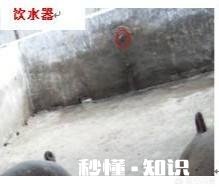 夏季生猪食欲减退可能导致中暑，有何应对措施