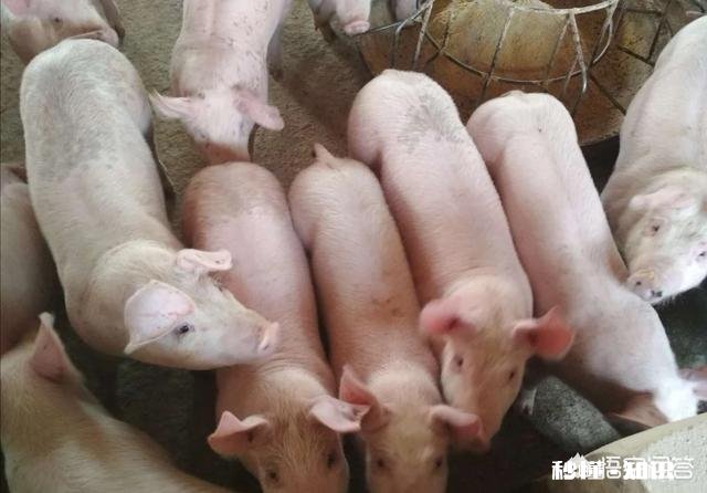 夏季生猪食欲减退可能导致中暑，有何应对措施