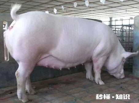 怀孕母猪发烧后出现37。C怎么办