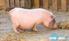 怀孕母猪发烧后出现37。C怎么办