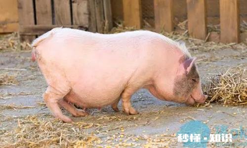 怀孕母猪发烧后出现37。C怎么办